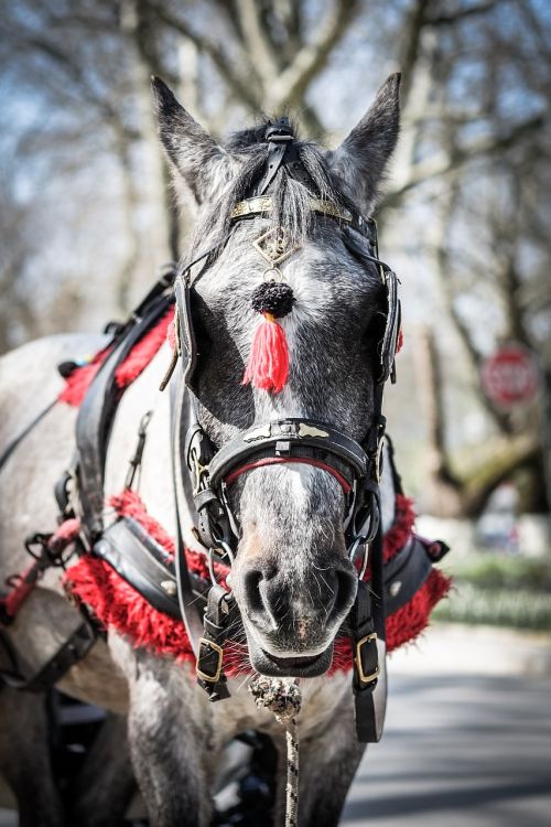 horse white animal