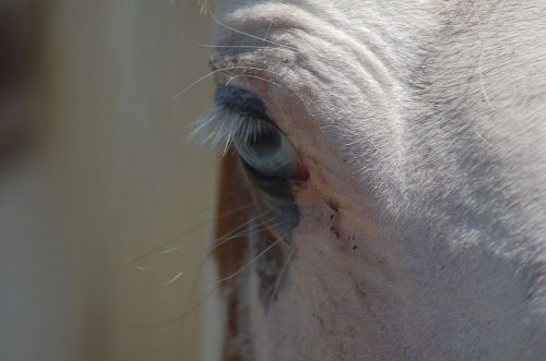 horse blue eye animal