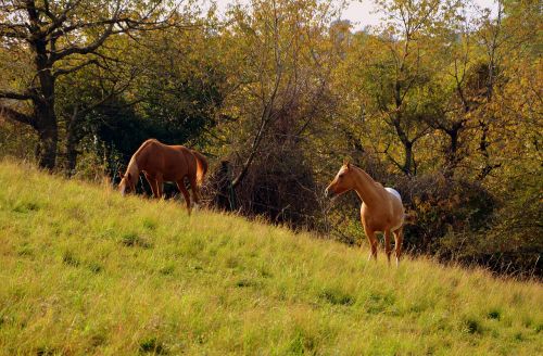 horse prato mountain