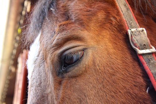 horse horse eye animal