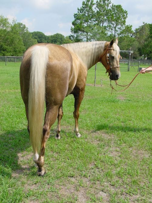 horse mare stallion