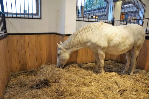 horse lipizzaner stud