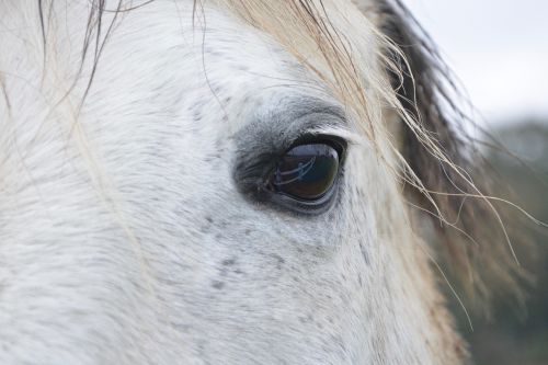 horse horse eye next to horse