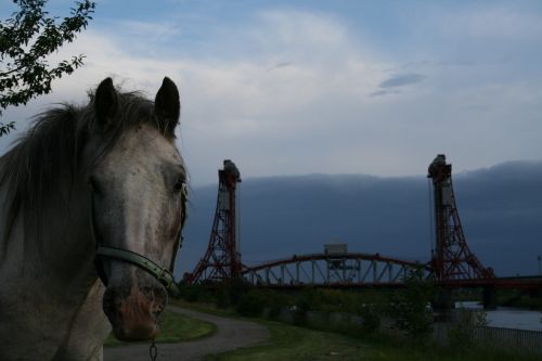 horse horses bridge