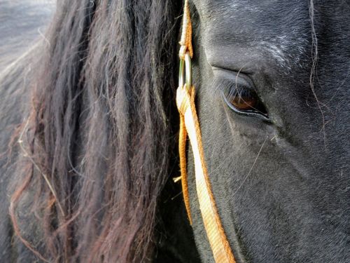 horse horse head pferdeportrait