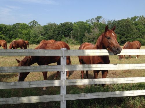 horse pasture white fence