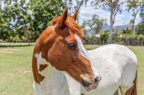 horse paint horse animal