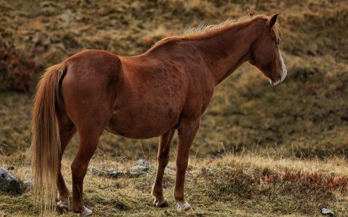 horse brown brown horse