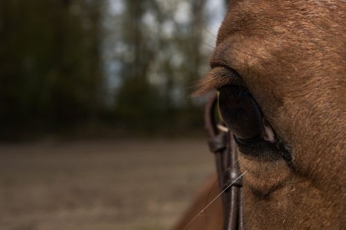 horse eye horse head