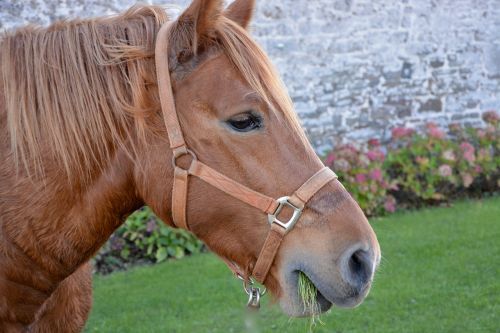 horse head horse profile mane