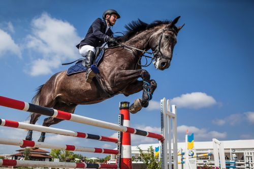 horse rider show jumping