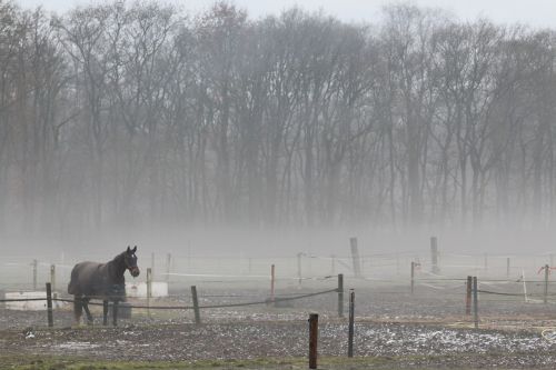 horse nature winter