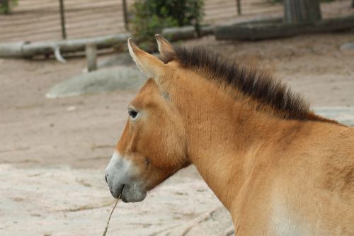 horse zoo korkesaari