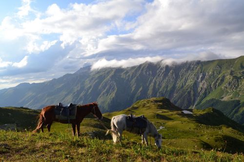 horse mountains nature