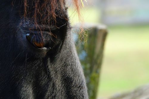 horse horse eye eyelashes