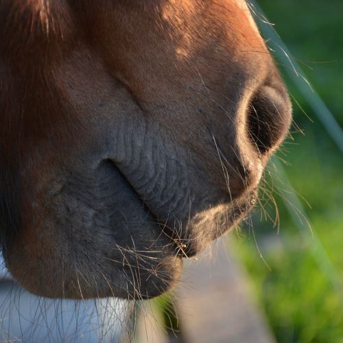 horse nose close up