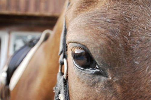 horse horse eye close