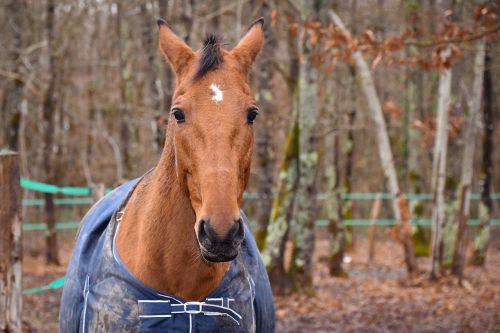 horse trees portrait