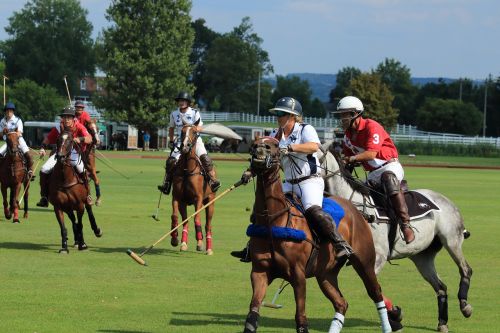 horse course competition