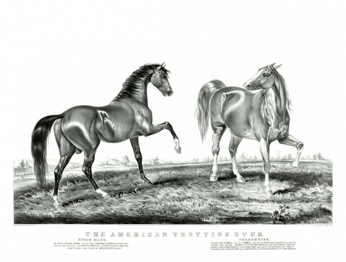 horse horses trotting horse