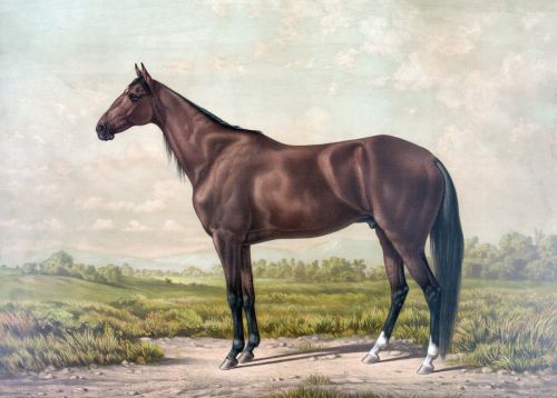 horse thoroughbred vintage