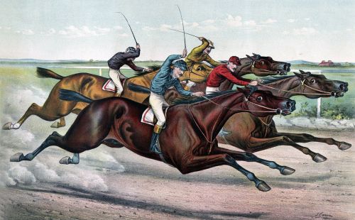 horse horses racehorse