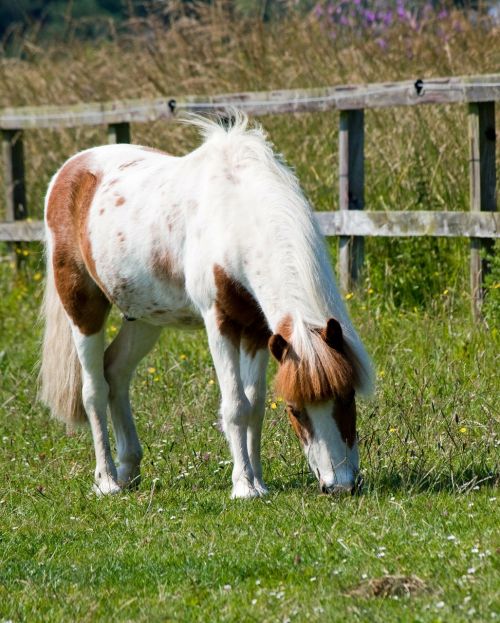 horse pony shetland pony