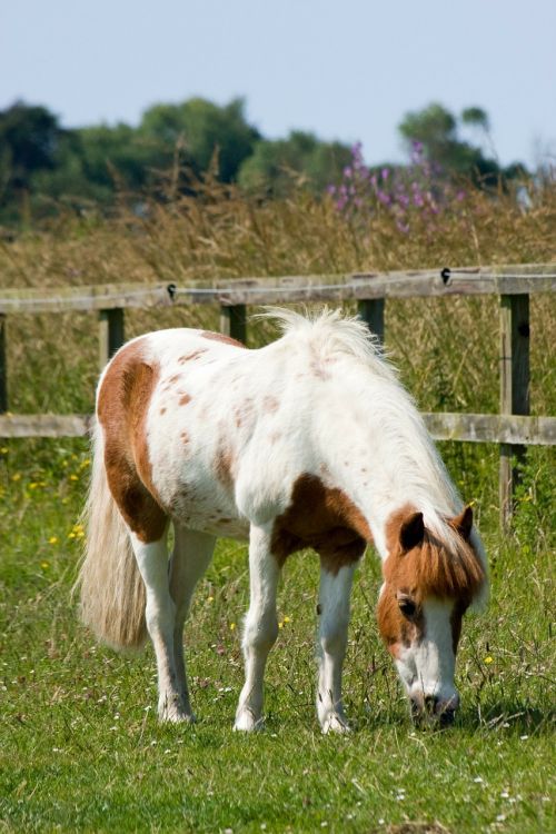 horse pony shetland pony