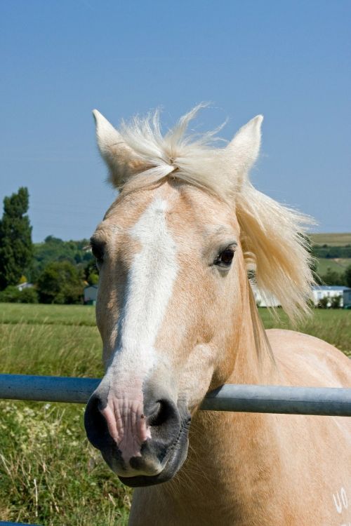 horse pony palomino