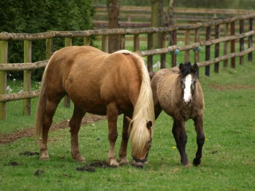 horse mare with foal foal