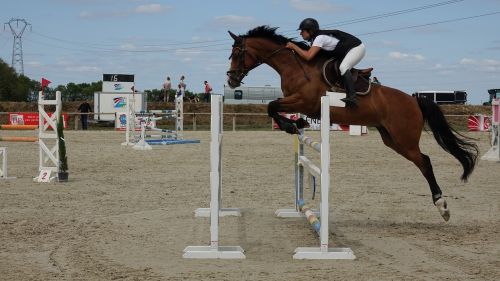horse competition barriers amateur