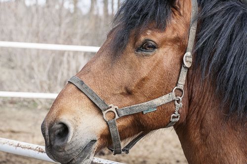 horse head portrait