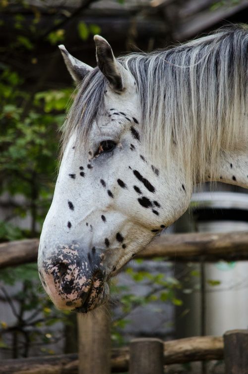 horse noriker mare
