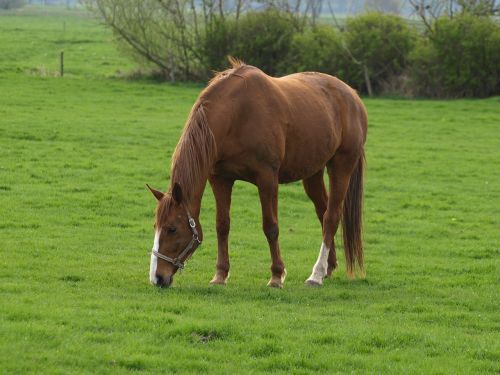 horse brown meadow