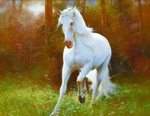 horse white horse nature