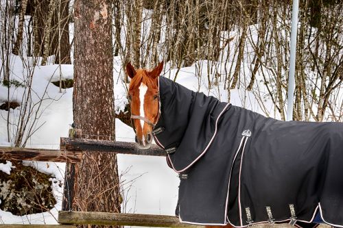 horse farm winter