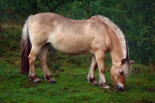 horse grass animal