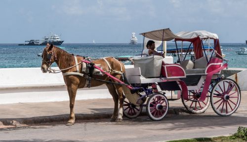 horse seaside ocean view