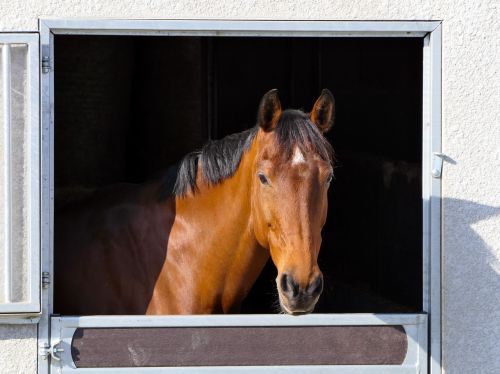 horse head portrait