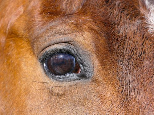 horse eye close-up