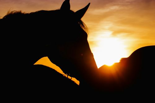 horse horses sun