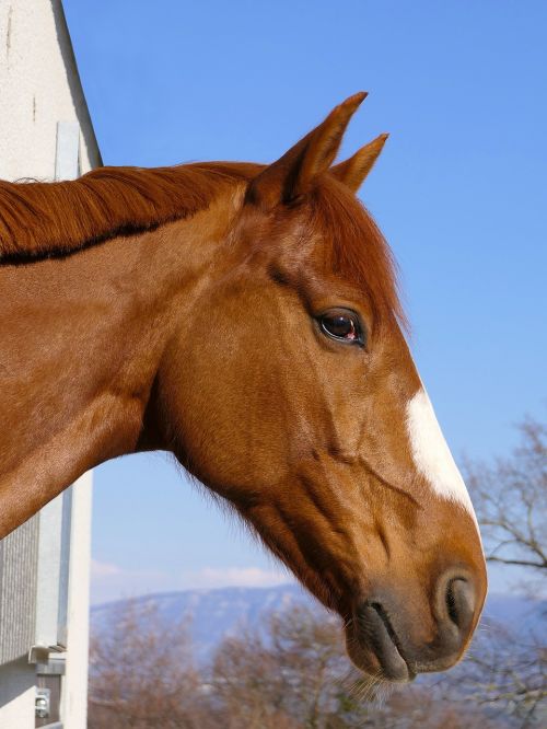 horse head portrait