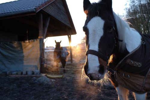 horse sunrise winter
