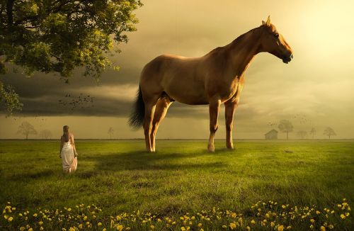 horse field meadow