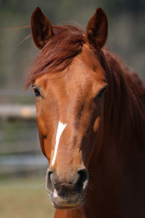 horse  animal  view