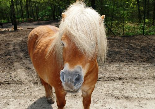 horse pony equus ferus caballus