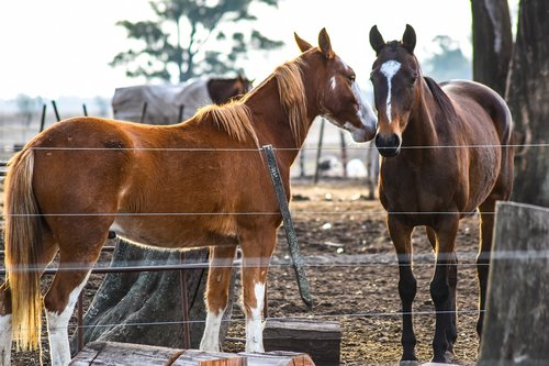 horse  farm  animalia