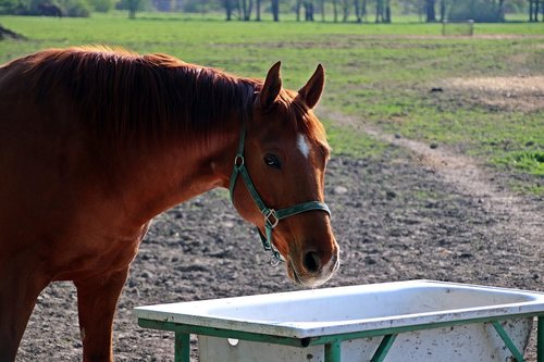 horse  feast