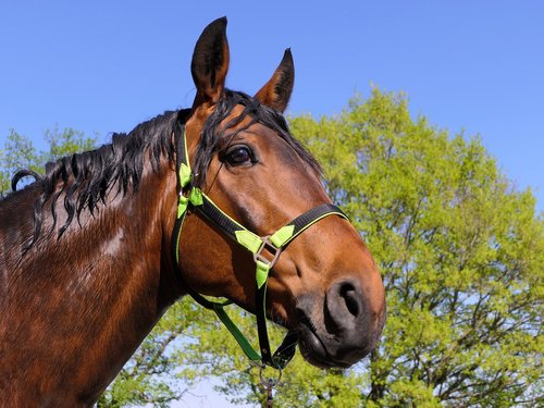 horse  portrait  wet