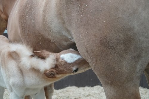 horse  foal  suckle